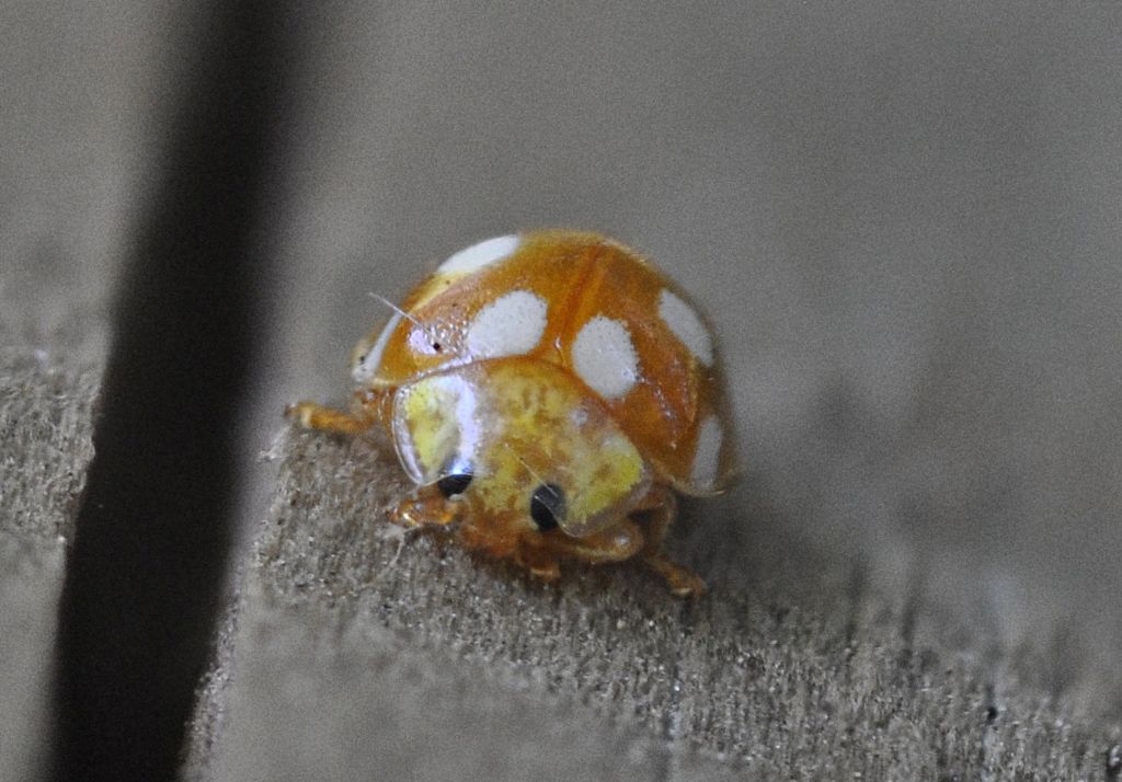 Coccinellidae: Vibidia duodecimguttata